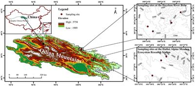 Response of leaf stoichiometry of Potentilla anserina to elevation in China's Qilian Mountains